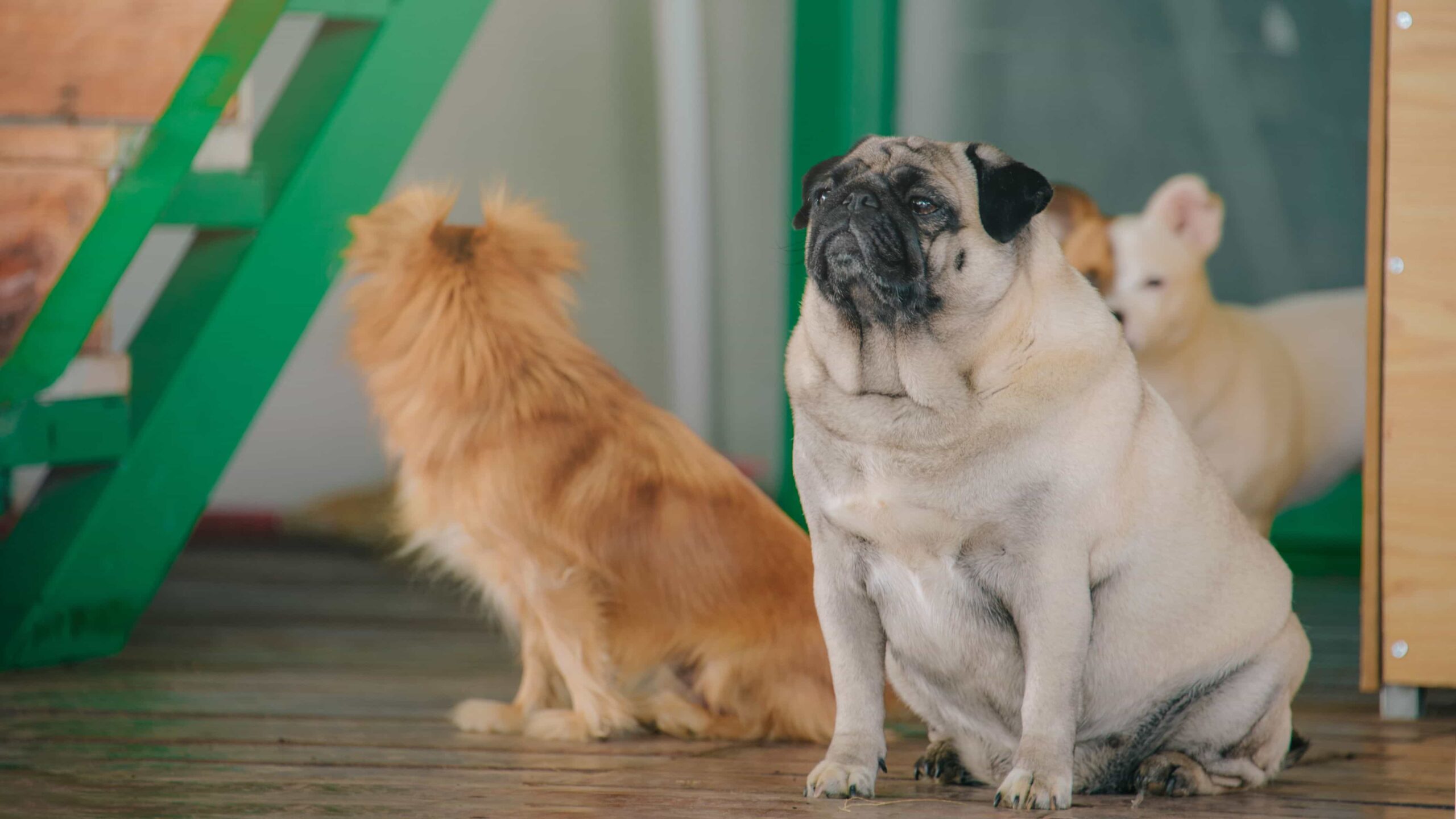 Why the correct diet matters: tackling dog obesity in the UK