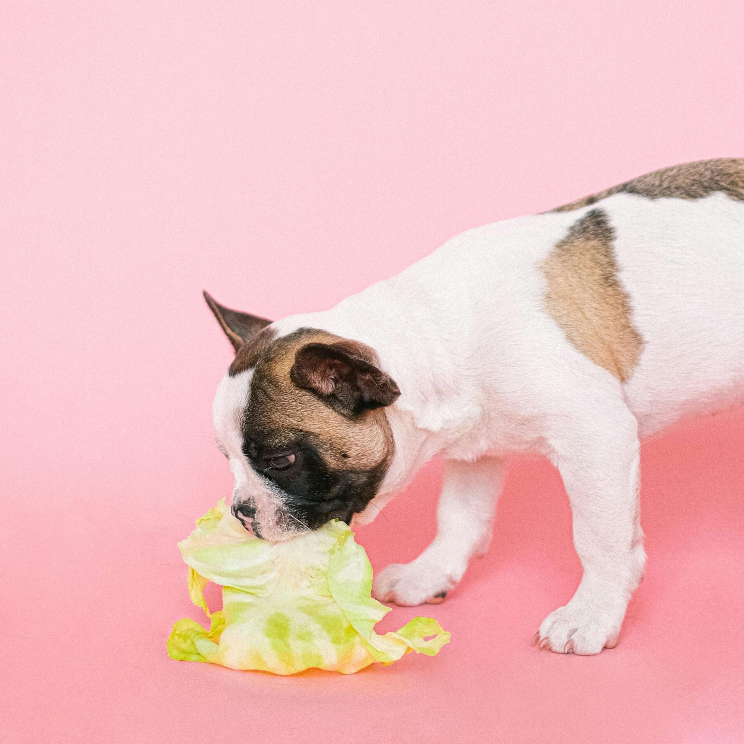 Why the correct diet matters: tackling dog obesity in the UK
