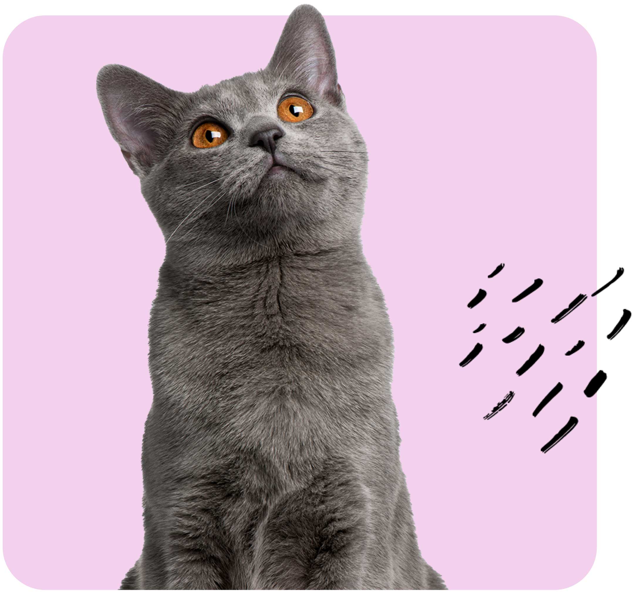 Pet Food Research Through Home Use Testing: What Changes When Your Product Enters a Real Home