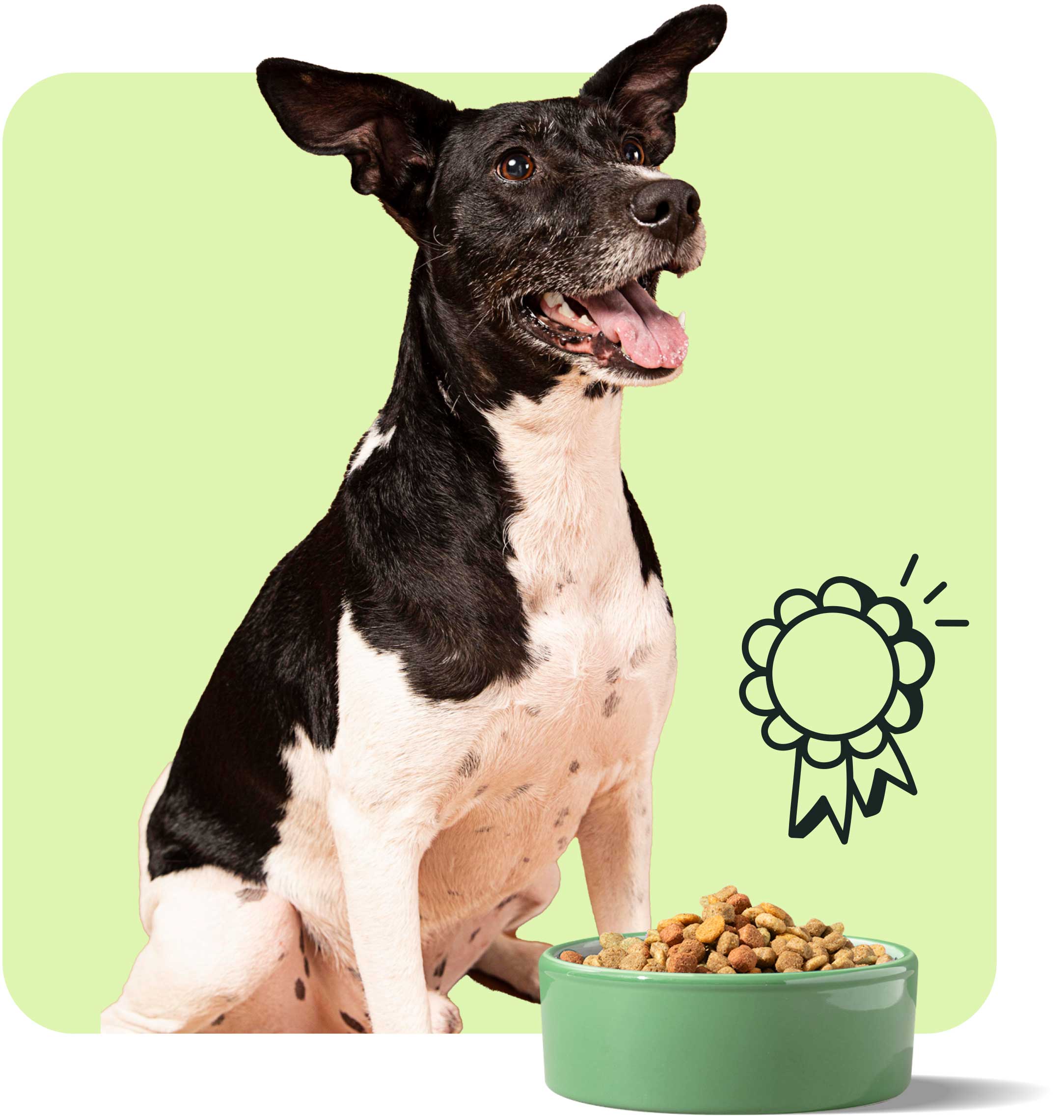 Prime years, prime nutrition: building the perfect diet for dogs