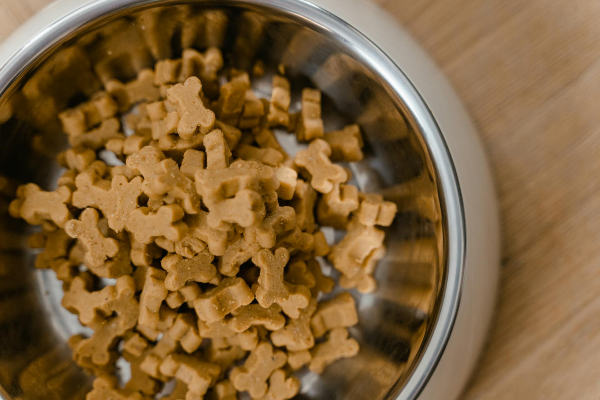 Pet Food Research: How Consumer Insight Shapes Products That Pets Actually Want
